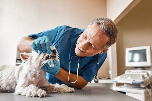 Best Emergency Broken Tooth Repair in Houston, MO